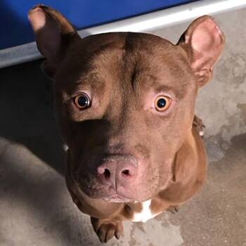 Mixed Breed Dogs Available for Adoption - Chuco | PetCurious