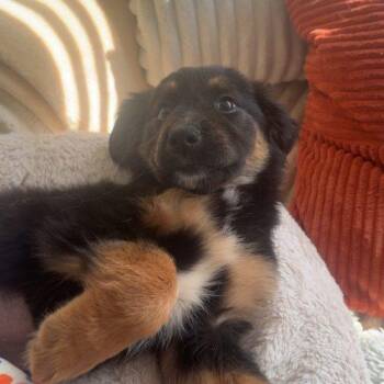 Buttercup -  Shepherd and Retriever Dog for Adoption in Fishers, Indiana - Buttercup | PetCurious