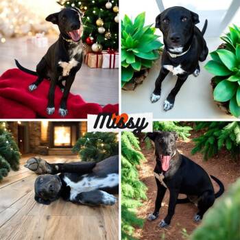 Terrier and Labrador Retriever Dogs Available for Adoption - Missy | PetCurious