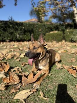 German Shepherd Dog and American Bully Dogs Available for Adoption in Newport Beach, California - Bam | PetCurious