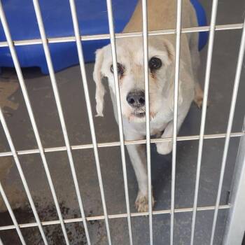 Scruffie -  Schnauzer Dog for Adoption in Kingman, Arizona - Scruffie | PetCurious