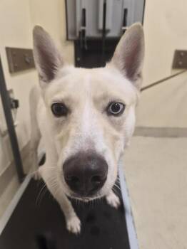 SUGAR -  Husky and Mixed Breed Dog for Adoption in Fremont, California - SUGAR | PetCurious