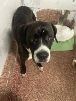 Bubbah -  Great Dane and Cane Corso Dog for Adoption in West Chester, Pennsylvania - Bubbah | PetCurious