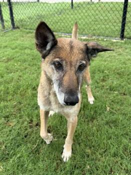 Celia - Located in Georgia -  Belgian Shepherd Malinois Dog for Adoption in Imlay City, Michigan - Celia - Located In Georgia | PetCurious
