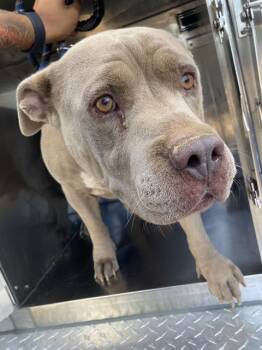 CEASER -  Mixed Breed Dog for Adoption in Dallas, Texas - CEASER | PetCurious