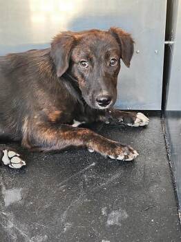FIZZY -  Terrier Dog for Adoption in San Antonio, Texas - FIZZY | PetCurious