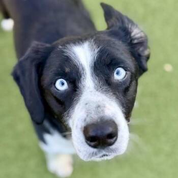 Tatum -  Mixed Breed Dog for Adoption in Largo, Florida - Tatum | PetCurious