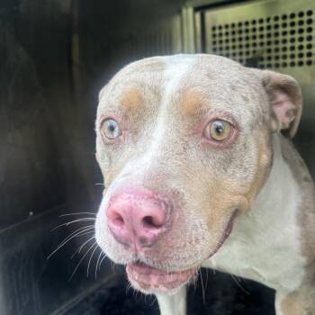 Leon -  Pit Bull Terrier Dog for Adoption in Birmingham, Alabama - Leon | PetCurious