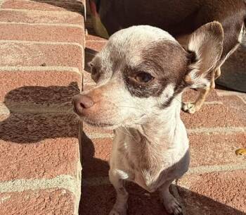 Pancake -  Chihuahua Dog for Adoption in Santa Rosa, California - Pancake | PetCurious