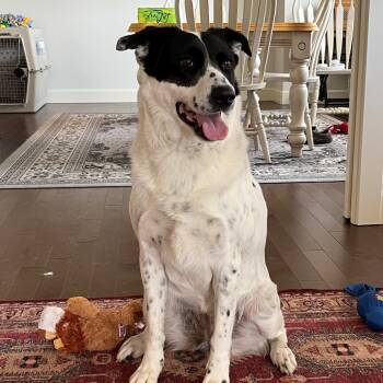 Rescue Australian Cattle Dog Blue Heeler and Golden Retriever Dogs for Adoption in Kirkland, Washington - Santina FOSTER NEEDED! | PetCurious