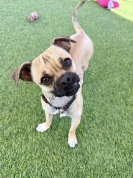 Rescue Pug Dogs for Adoption in Agoura Hills, California - Puddles | PetCurious