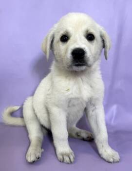 Rescue Labrador Retriever and Great Pyrenees Dogs for Adoption in Morton Grove, Illinois - Rey | PetCurious