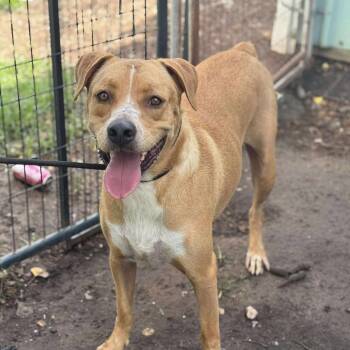 Rescue Yellow Labrador Retriever Dogs for Adoption in Anahuac, Texas - Skipper | PetCurious
