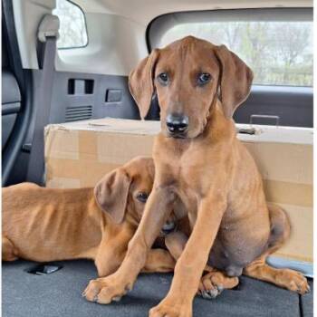 Vizsla Dogs Available for Adoption - Rikon | PetCurious