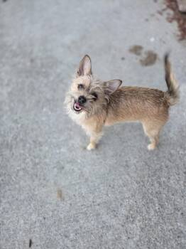 Piper -  Terrier Dog for Adoption in Salmon, Idaho - Piper | PetCurious
