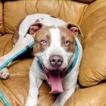 American Bulldog Dogs Available for Adoption - Oliver | PetCurious