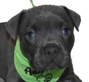 Zane -  Mixed Breed Dog for Adoption in Springfield, Ohio - Zane | PetCurious