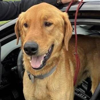 Golden Retriever Dogs Available for Adoption - Marley *FOSTER OR FOSTER-TO-ADOPT NEEDED* | PetCurious