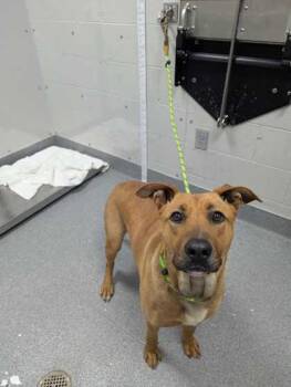 Mixed Breed Dogs Available for Adoption in Sevierville, Tennessee - Tequila | PetCurious