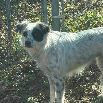 Australian Shepherd and Mixed Breed Dogs Available for Adoption - Happy | PetCurious