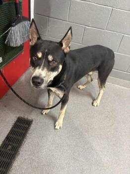 Slate -  Mixed Breed Dog for Adoption in West Chester, Pennsylvania - Slate | PetCurious