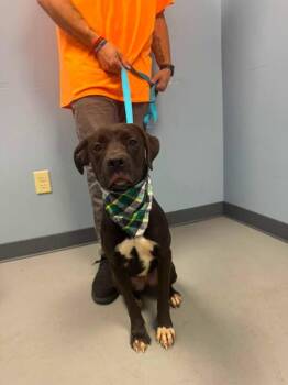 Nutella -  Terrier Dog for Adoption in Zanesville, Ohio - Nutella | PetCurious