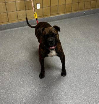 Georgie -  Boxer and Pit Bull Terrier Dog for Adoption in Greenfield, Indiana - Georgie | PetCurious