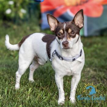 Rescue Rat Terrier and Chihuahua Dogs for Adoption in Cape Coral, Florida - Jackson | PetCurious
