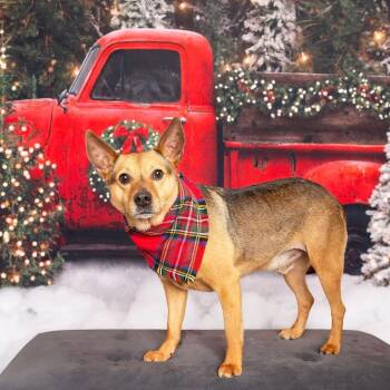 Rescue Chihuahua and Cattle Dog Dogs for Adoption in Kaufman, Texas - BRODY | PetCurious