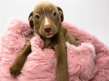 CARMEN -  Labrador Retriever and Mixed Breed Dog for Adoption in Fort Lauderdale, Florida - CARMEN | PetCurious