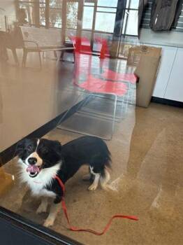 MARSHMALLOW -  Mixed Breed Dog for Adoption in West Chester, Pennsylvania - MARSHMALLOW | PetCurious
