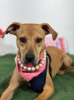 Lidia-One of our Amazing Rescue Dogs -  Labrador Retriever and Black Mouth Cur Dog for Adoption in Carlsbad, California - Lidia-One Of Our Amazing Rescue Dogs | PetCurious