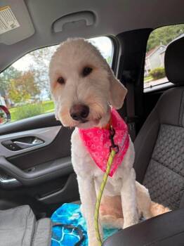 Lumine -  Goldendoodle Dog for Adoption in Warner Robins, Georgia - Lumine | PetCurious