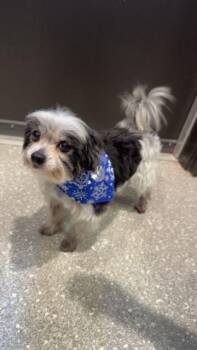 Maltese Dogs Available for Adoption - Cortez | PetCurious