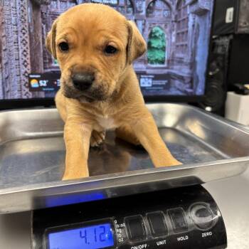 Pit Bull Terrier Dogs Available for Adoption in Saint Joseph, Missouri - Legend (King | PetCurious