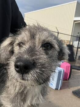 Wheaten Terrier Dogs Available for Adoption in Sugar Land, Texas - CRESSIDA | PetCurious