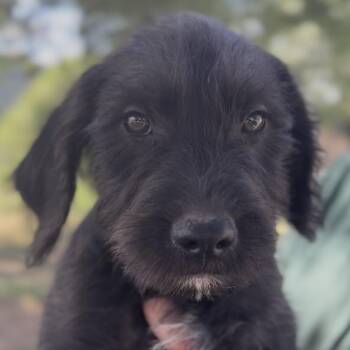 Bentley -  Golden Retriever and Pit Bull Terrier Dog for Adoption in Midland, Texas - Bentley | PetCurious