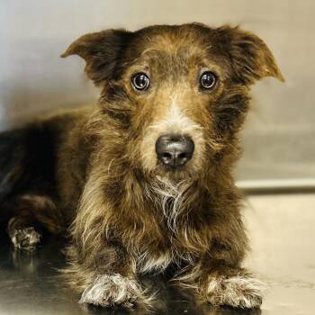 Badger -  Mixed Breed Dog for Adoption in Opelika, Alabama - Badger | PetCurious