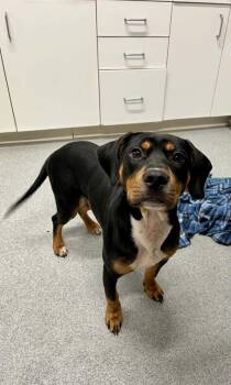Bug -  Mixed Breed Dog Available for Adoption in Moundsville, West Virginia - Bug | PetCurious