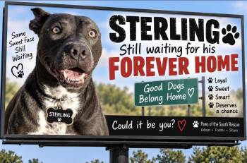 Sterling -  Pit Bull Terrier Dog for Adoption in Cumming, Georgia - Sterling | PetCurious