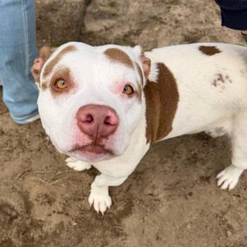 Pit Bull Terrier Dogs Available for Adoption in Newark, New Jersey - Big Cass | PetCurious
