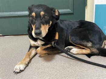 Rottweiler and Mixed Breed Dogs Available for Adoption - A527519 | PetCurious