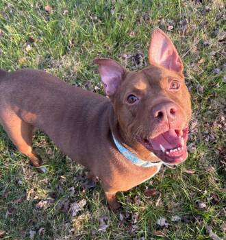 Fawn -  Mixed Breed Dog for Adoption in Cincinnati, Ohio - Fawn | PetCurious