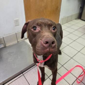 Mixed Breed Dogs Available for Adoption - Pizza Bread | PetCurious