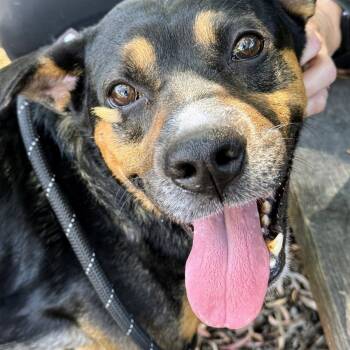 Edric -  Australian Cattle Dog Blue Heeler Dog for Adoption in Oakland, California - Edric | PetCurious