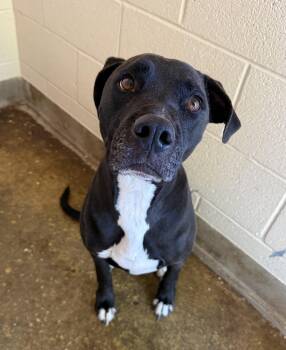 Norie -  Pit Bull Terrier Dog for Adoption in Sierra Vista, Arizona - Norie | PetCurious