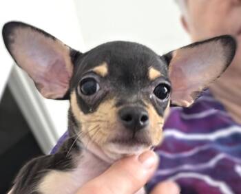 Sassy -  Chihuahua Dog for Adoption in Savannah, Georgia - Sassy | PetCurious