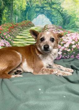 Cattle Dog and Corgi Dogs Available for Adoption - Simon | PetCurious