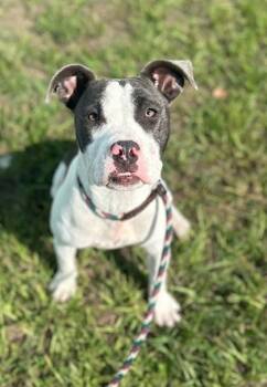 Pit Bull Terrier and Mixed Breed Dogs Available for Adoption - Galletita (Underdog) | PetCurious