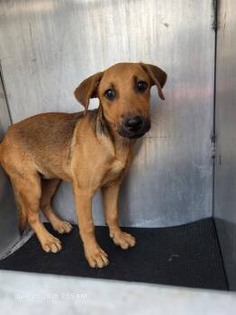 RAVEN -  Labrador Retriever Dog for Adoption in San Antonio, Texas - RAVEN | PetCurious